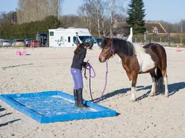 Equifeel Shet Arlange