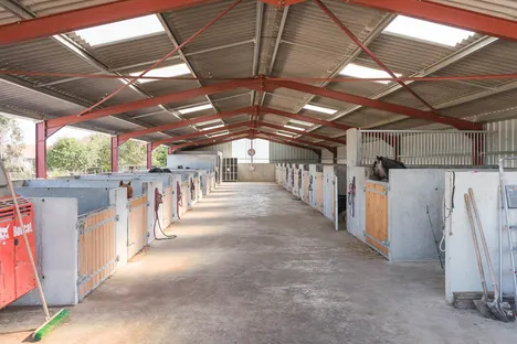 L’allée de l’écurie intérieure, bordée de boxes aux portes de bois ; quelques poneys passent la tête.